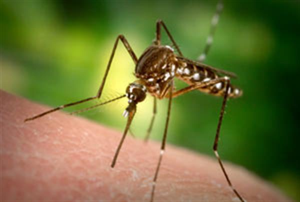 شایع ترین راه انتقال مالاریا گزش پشه آلوده است