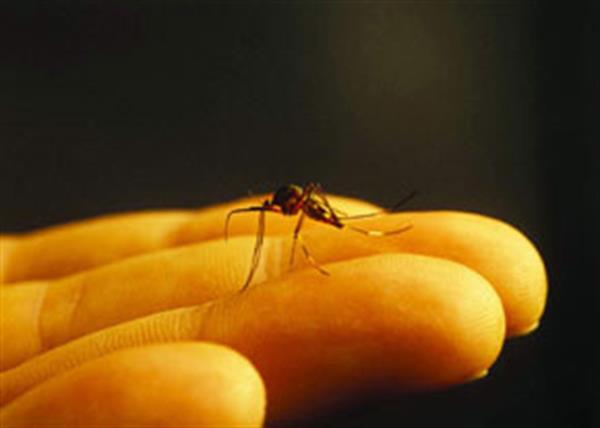 طبق برنامه وزارت کشور بیماری مالاریا تا افق 1404 در کشور حذف خواهد شد.